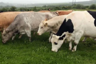 EU Commission approves €32.5 million aid for Ireland’s farmers