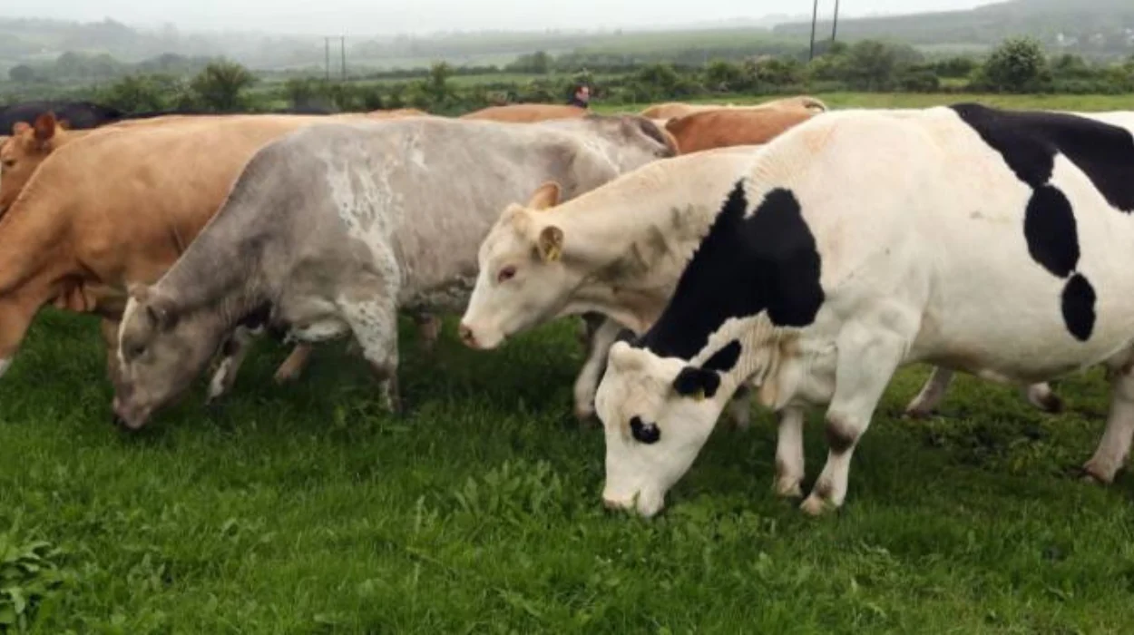 EU Commission approves €32.5 million aid for Ireland’s farmers