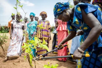 EU Commission boosts regreening Africa with €15 million funding