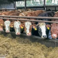 EU Commission new initiatives on animal welfare and food transparency