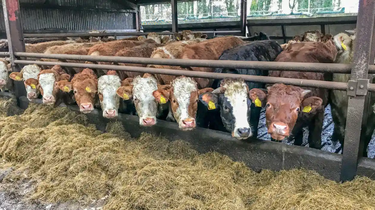 EU Commission new initiatives on animal welfare and food transparency