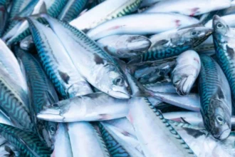 EU Commission warns overfishing crisis after member states fisheries talks stall