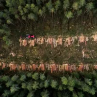 EU Parliament delays anti-deforestation law by one year
