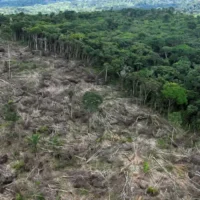 EU Parliament postpones anti-deforestation law