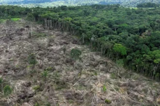 EU Parliament postpones anti-deforestation law