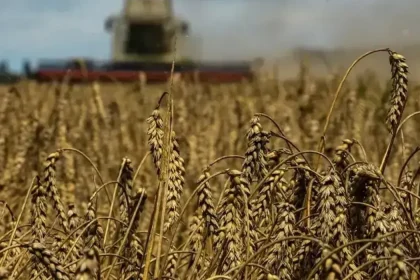 EU Soft Wheat Exports Rise to 6.30 Million Tons in 2026/27