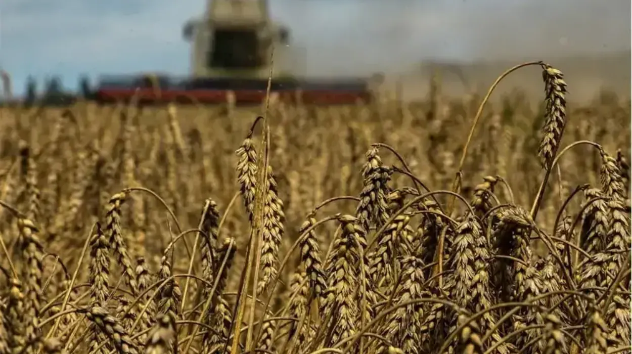 EU Soft Wheat Exports Rise to 6.30 Million Tons in 2026/27