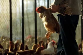 EU lifts ban on Brazilian poultry exports after flu pause