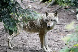 EU proposes easing wolf hunting rules amid livestock threat