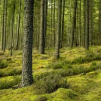 EU to lower green bond costs for developing countries