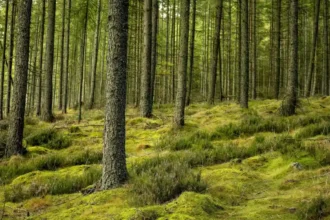 EU to lower green bond costs for developing countries