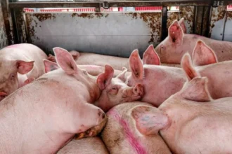 EU urged to consider alternatives to live animal transport