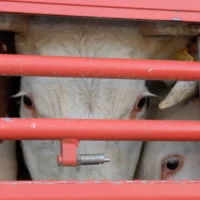 EU's First Commissioner for Animal Welfare