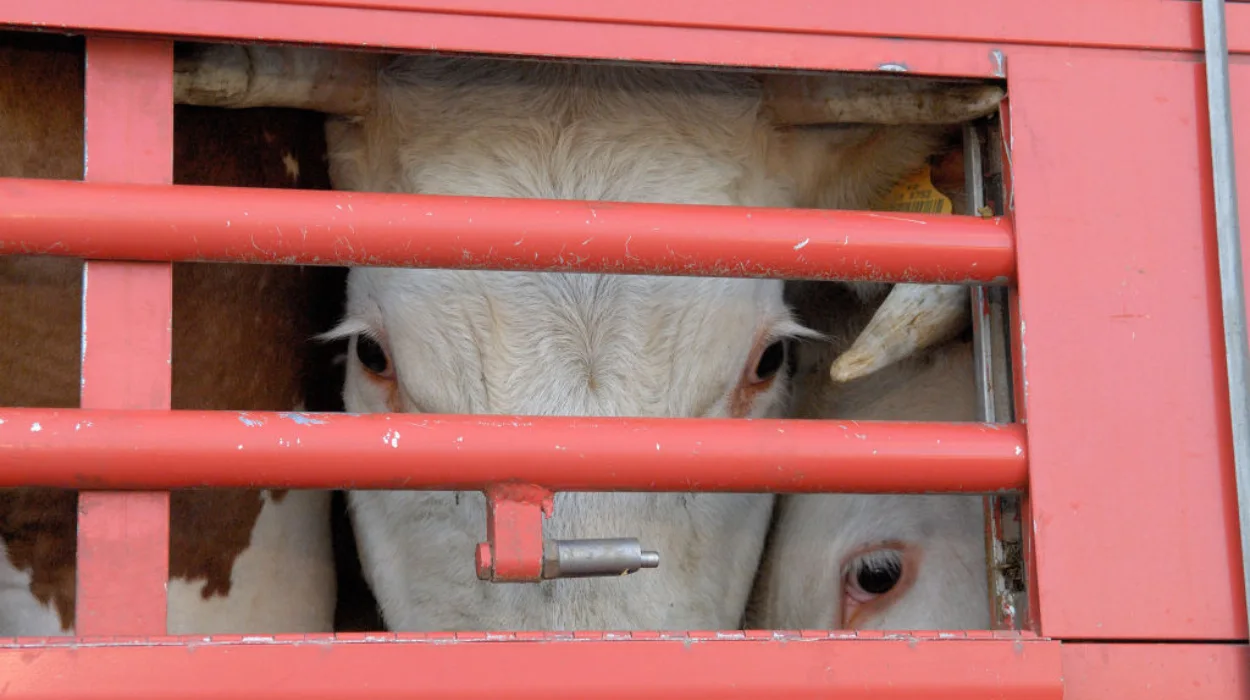 EU's First Commissioner for Animal Welfare