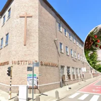 East Flanders sees 10% drop in real Christmas tree sales