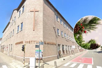 East Flanders sees 10% drop in real Christmas tree sales