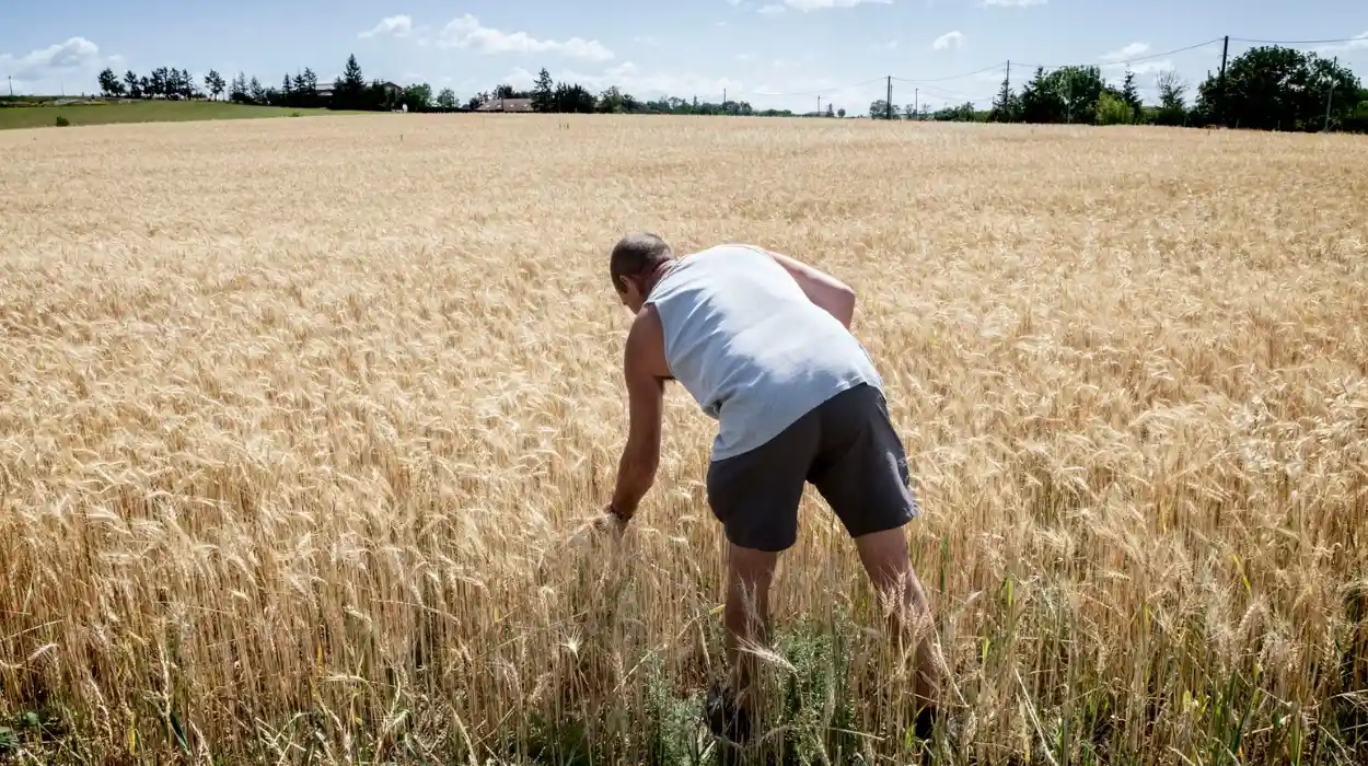 Economic Pressures Facing French Agriculture