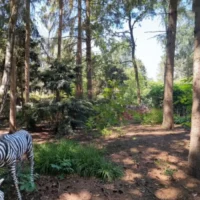 Essen's  De Bosrust closes after 30 years, owner seeks buyer