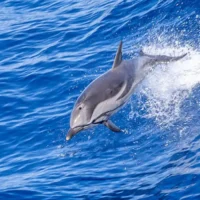 European Commission enforces fishing closure for dolphin safety