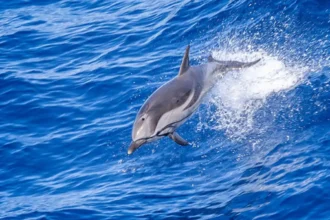 European Commission enforces fishing closure for dolphin safety