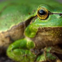 European Tree Frog Thrives in Belgium
