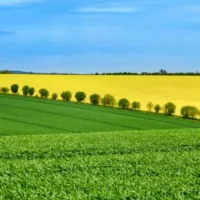 Exploring the Biggest Agricultural Producers in the EU: Land Use, Output, and Trends