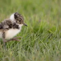 Farmers reject €50 lapwing nest subsidy in Boutersem