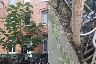 Farys removes the iconic Anna Paulowna tree from Ghent's Boterdaelestraat