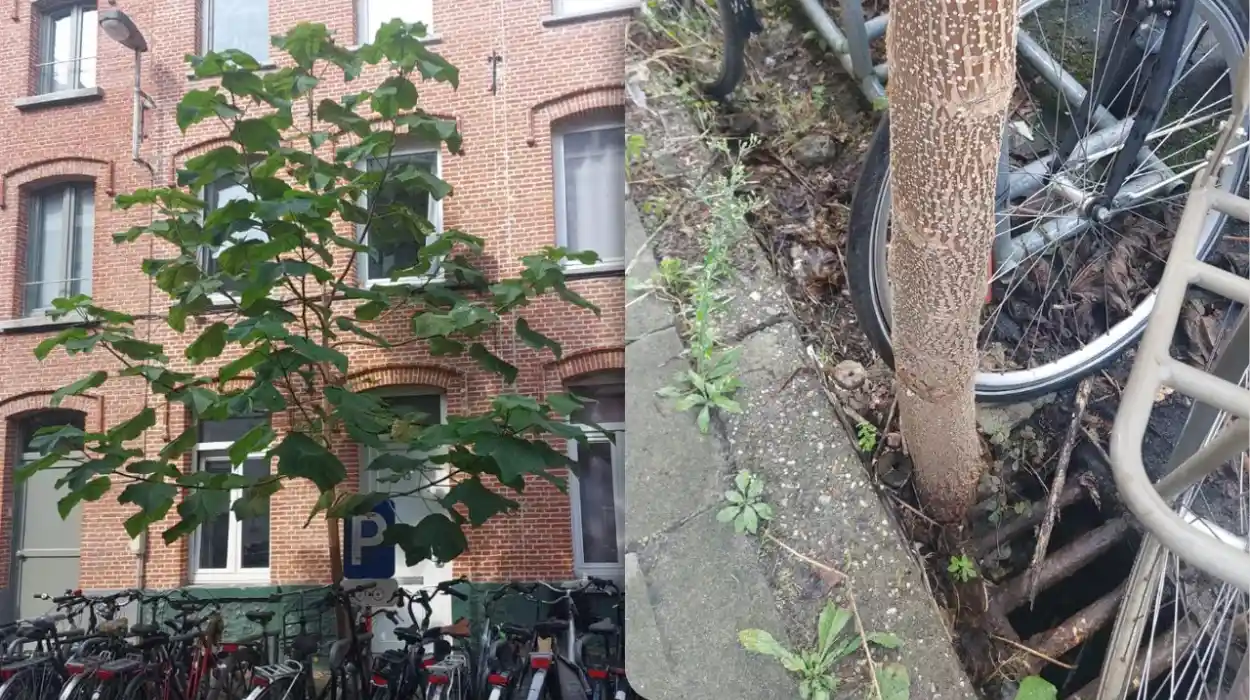 Farys removes the iconic Anna Paulowna tree from Ghent's Boterdaelestraat