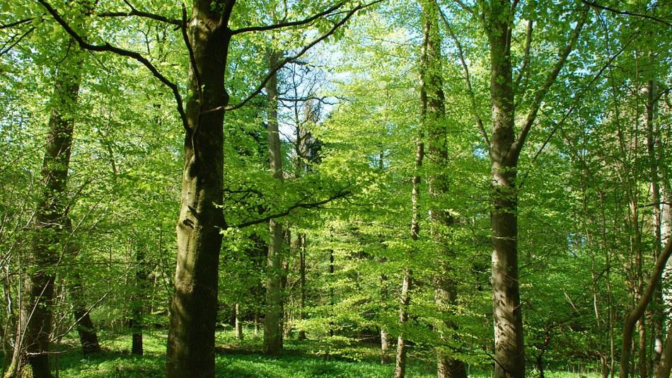 Biodiversity protection support remains strong among European citizens according to new survey