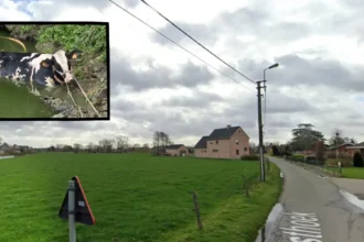 Firefighters rescue the 4th cow in a week in Mesen