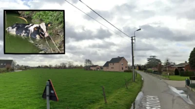 Firefighters rescue the 4th cow in a week in Mesen