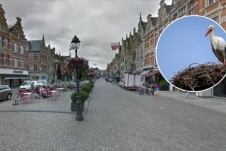 First storks arrive at Planckendael Zoo signalling spring