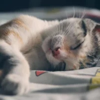 Flanders Allows Burials with Pets