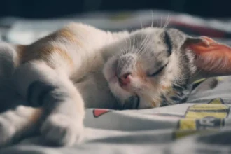 Flanders Allows Burials with Pets