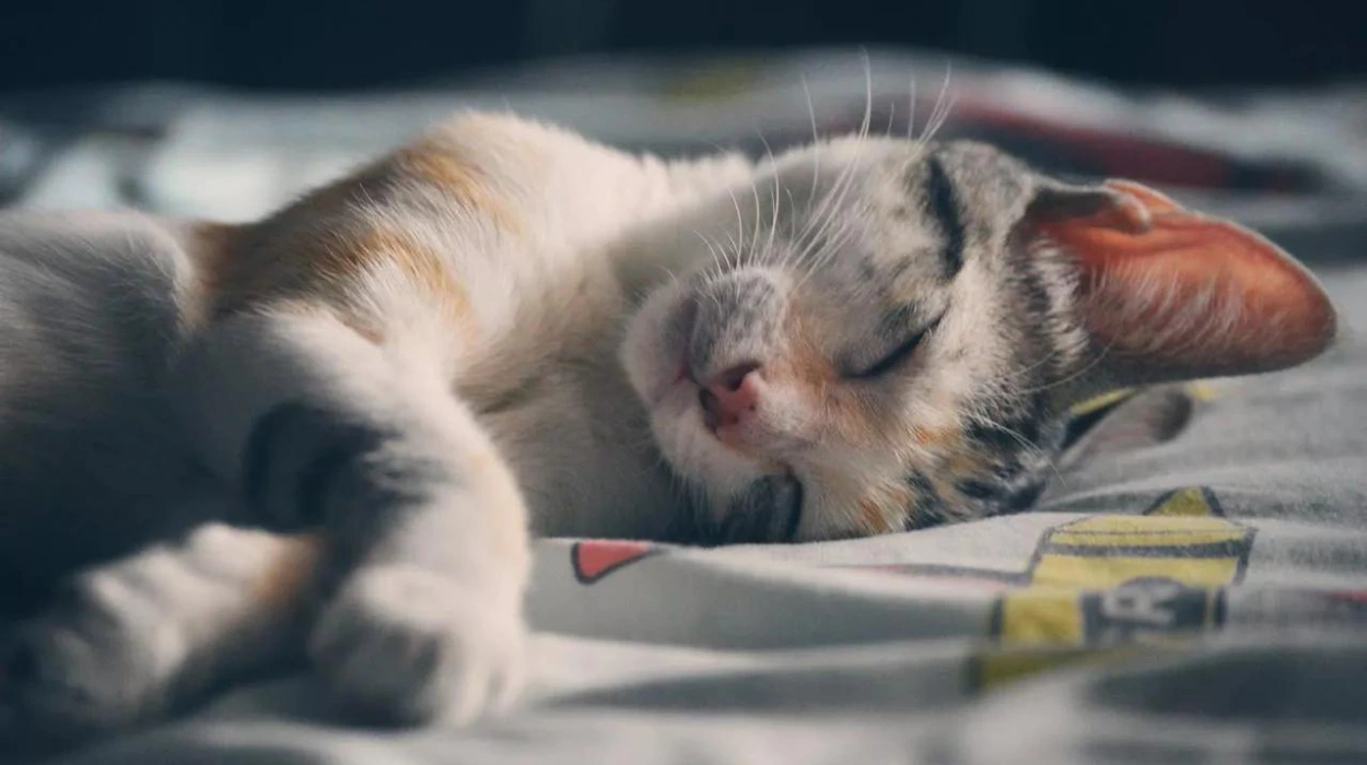 Flanders Allows Burials with Pets