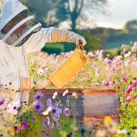 Flanders Apix Biosciences raises €22M for new bee food