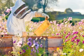 Flanders Apix Biosciences raises €22M for new bee food