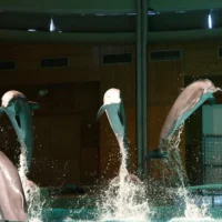 Flanders bans photos and hugs with dolphins at Bruges park