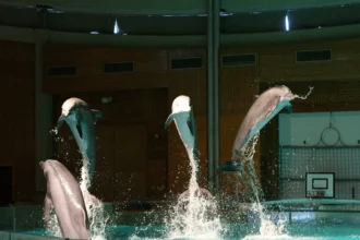 Flanders bans photos and hugs with dolphins at Bruges park