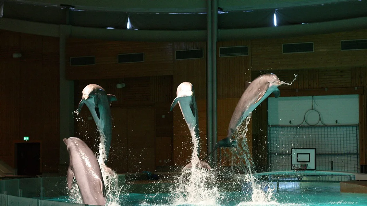 Flanders bans photos and hugs with dolphins at Bruges park