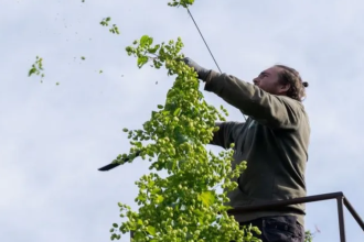 Flemish Hops Recognition Aims to Encourage Breweries to Use Local Ingredients