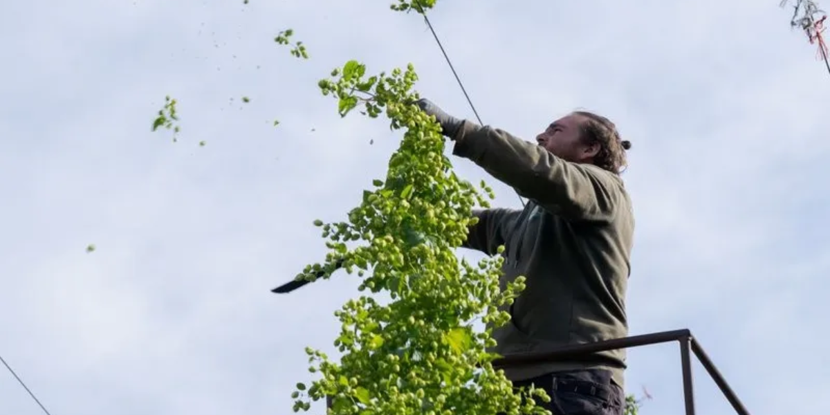 Flemish Hops Recognition Aims to Encourage Breweries to Use Local Ingredients
