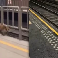 Fox at Diamant Station Brussels