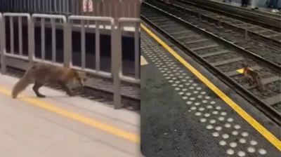 Fox spotted at Diamant Station, Brussels