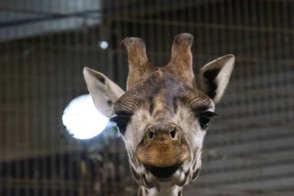 Kali the Giraffe arrives at Pairi Daiza in Belgium as part of a European conservation breeding programme