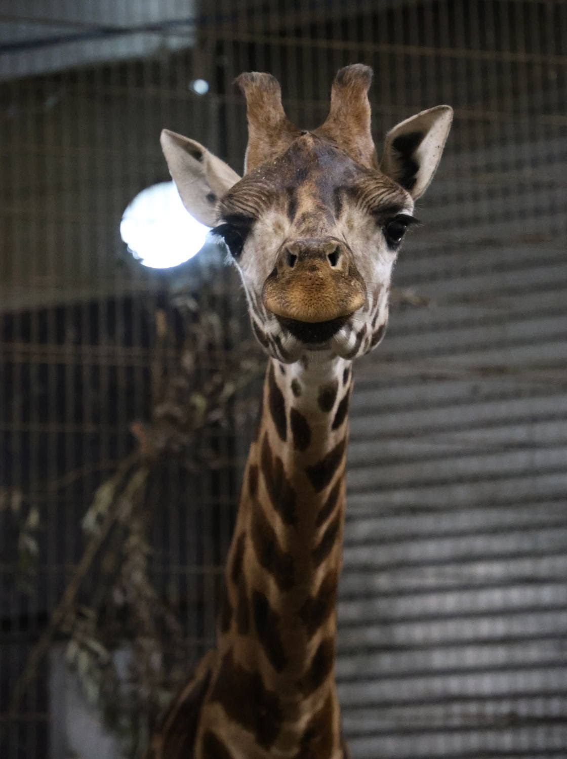 Kali the Giraffe arrives at Pairi Daiza in Belgium as part of a European conservation breeding programme