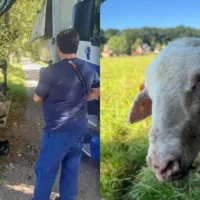Geel care farm faces crisis Fire and virus outbreak