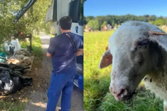 Geel care farm faces crisis Fire and virus outbreak