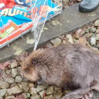 Geel hikers rescue injured beaver admitted in VOC Care